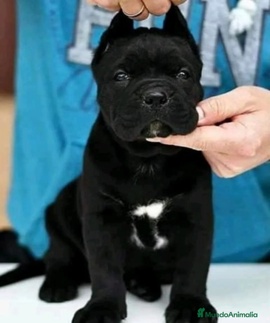 American Pit Bull Terrier perros en venta: AMERICAN PITBULL BLACK PANTHER , BLUE , LILAC ... - Anuncio 1