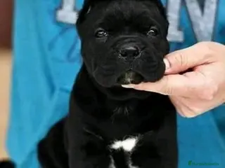 American Pit Bull Terrier perros AMERICAN PITBULL BLACK PANTHER , BLUE , LILAC ... - Anuncio 2