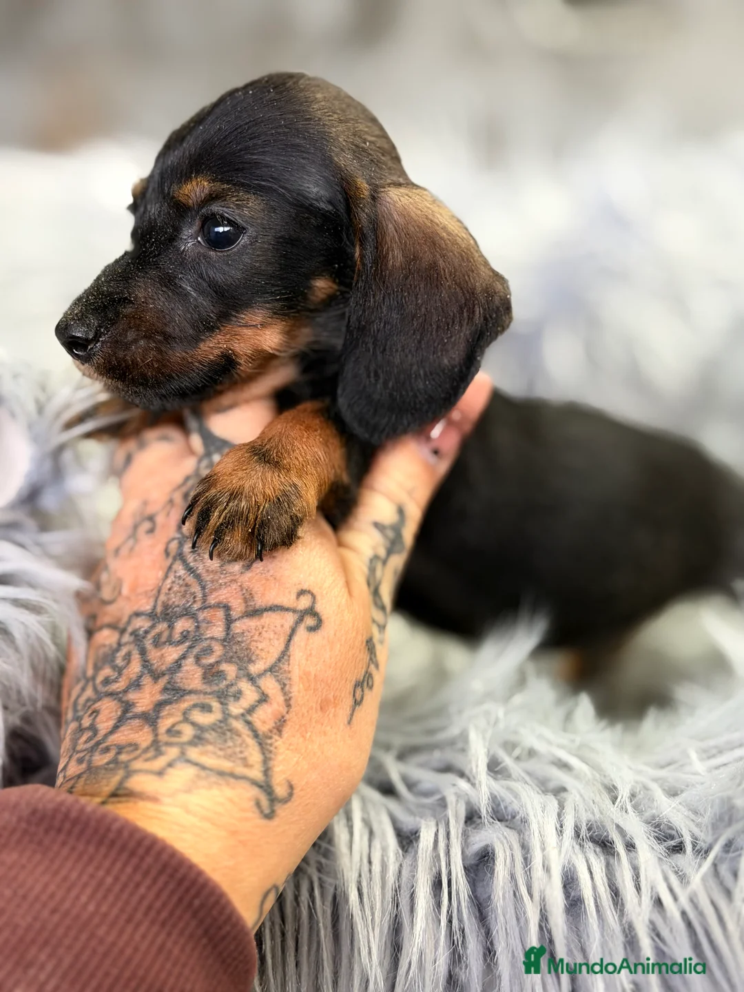 Teckel Miniatura perros en venta: Teckel Kaninchen pelo corto  - Anuncio 3