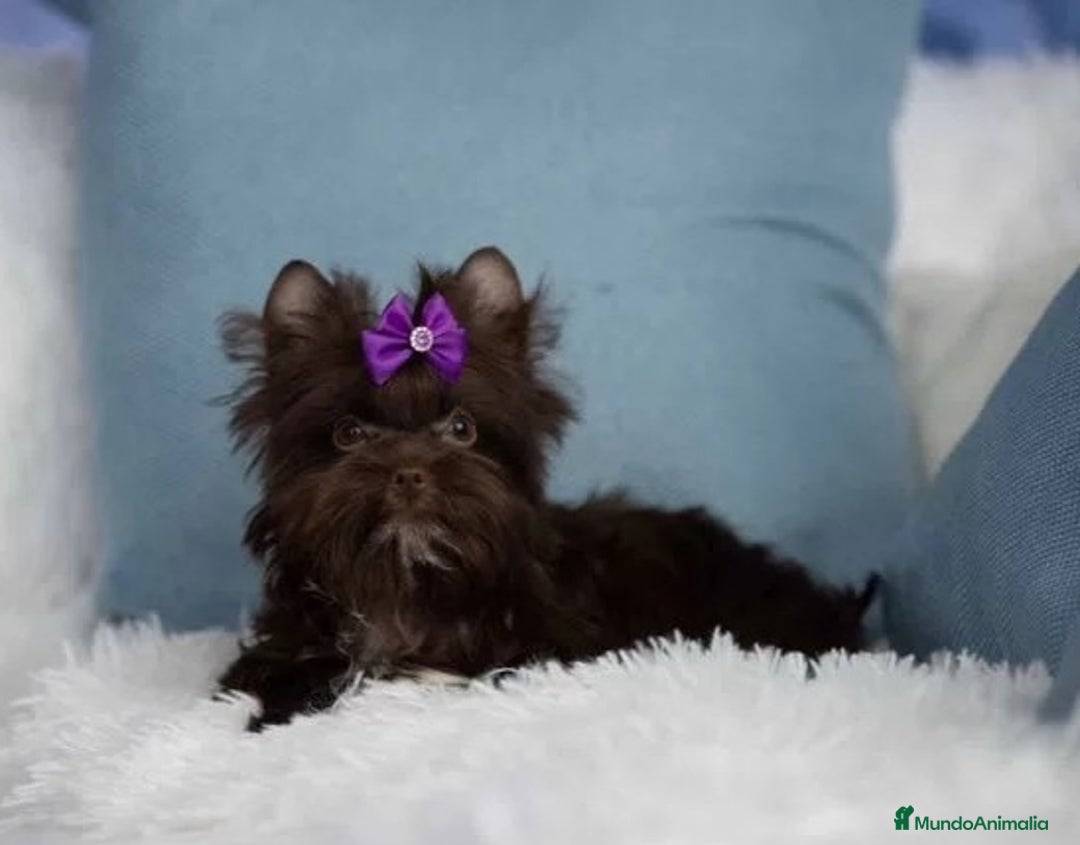 Yorkshire Terrier perros en venta: Machito miniatura color exótico chocolate  - Anuncio 1