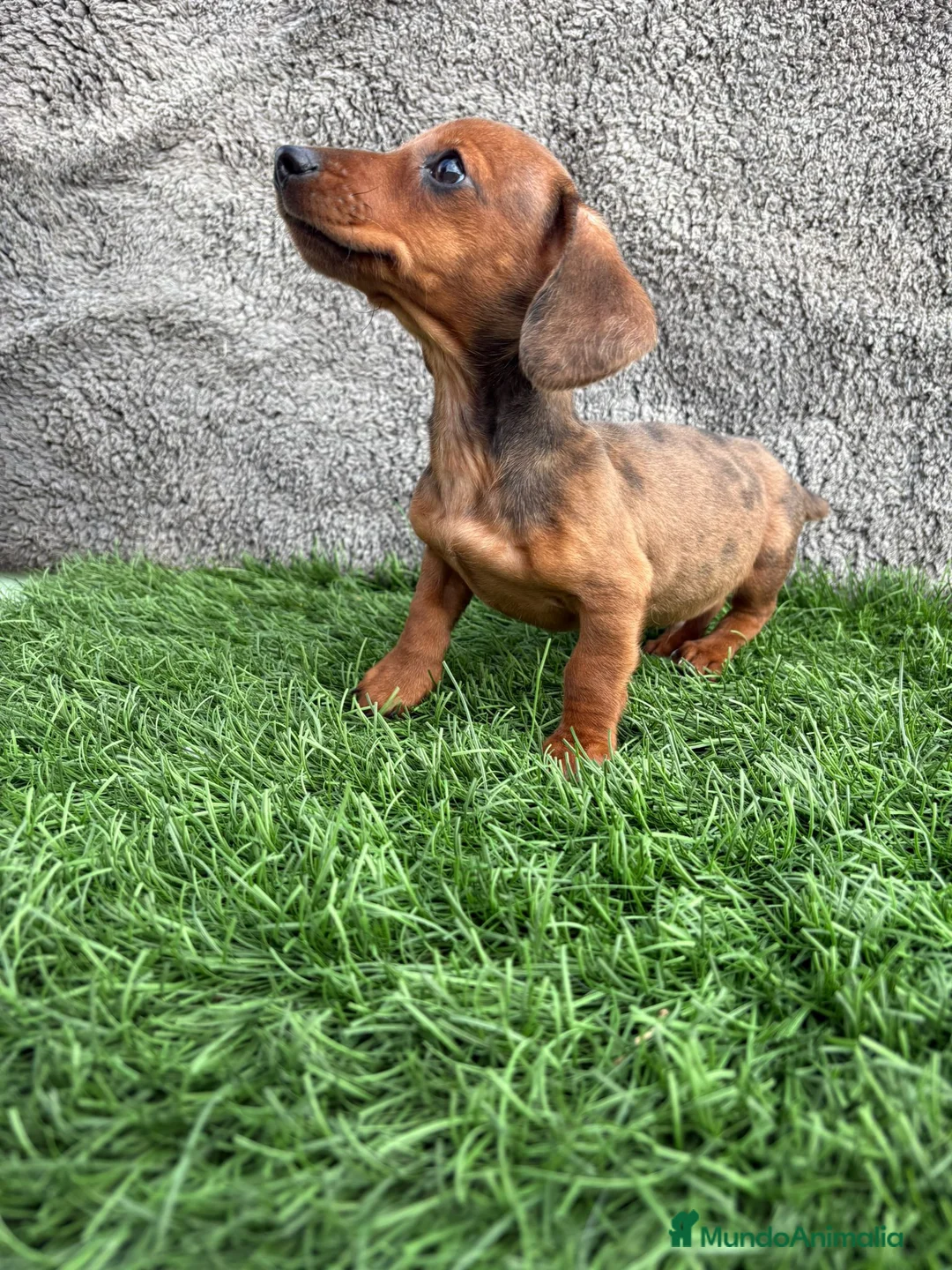 Teckel Miniatura perros en venta: Macho de Teckel Kaninchen Merle chocolate diluido - Anuncio 6