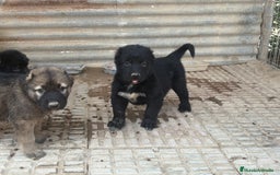 Pastor de Asia Central perros en venta: Kangal turco x Alabai  - Imagen 1