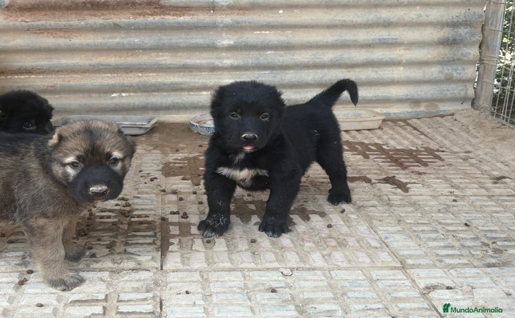 Pastor de Asia Central perros - Anuncio 1