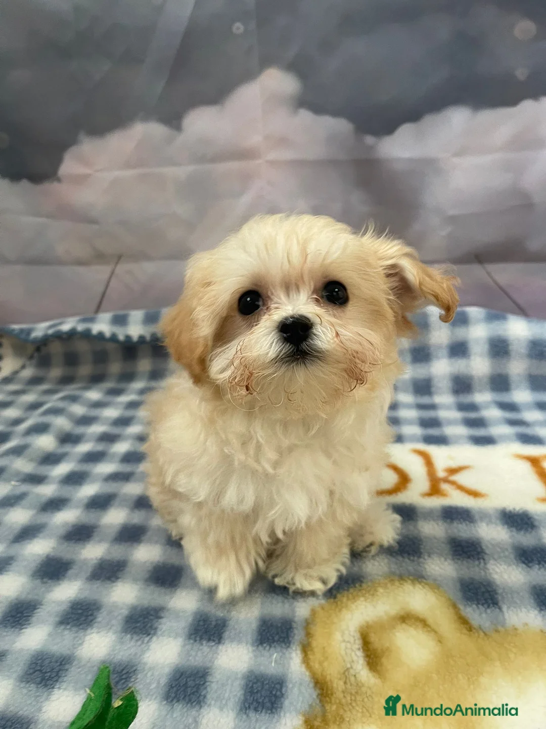 Maltipoo perros en venta: Maltipoo tamaño pequeñito !!! - Anuncio 1