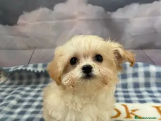 Maltipoo perros Maltipoo tamaño pequeñito !!! - Anuncio 2