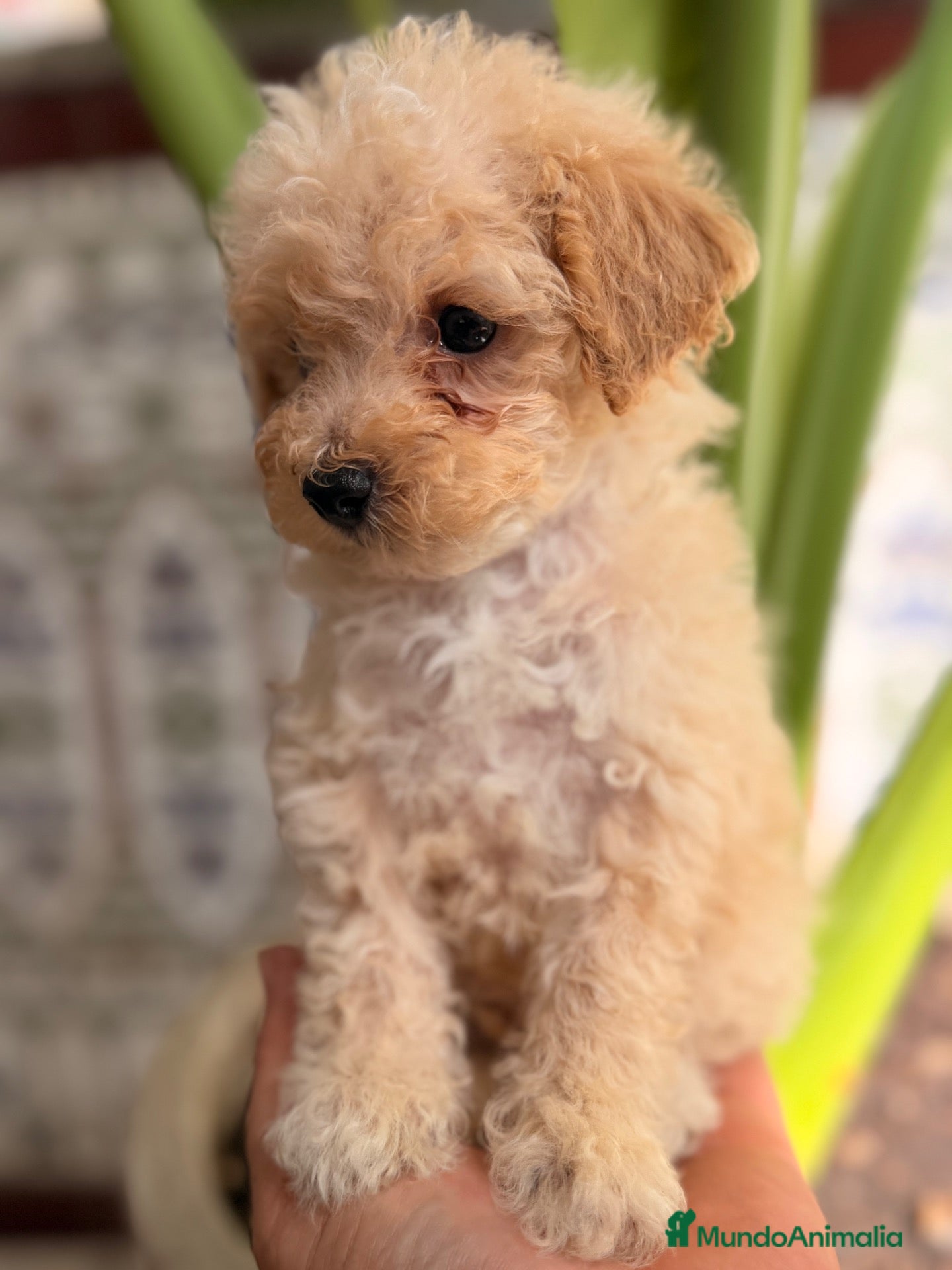Caniche Toy perros EXCLUSIVOS CANICHES TOY PREMIUM - Anuncio 2