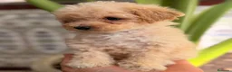 Caniche Toy perros en venta: EXCLUSIVOS CANICHES TOY PREMIUM - Anuncio 2