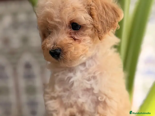 Caniche Toy perros en venta: EXCLUSIVOS CANICHES TOY PREMIUM - Anuncio 2
