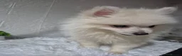 Pomerania perros en venta: Pomerania 🐾❤️ - Anuncio 7