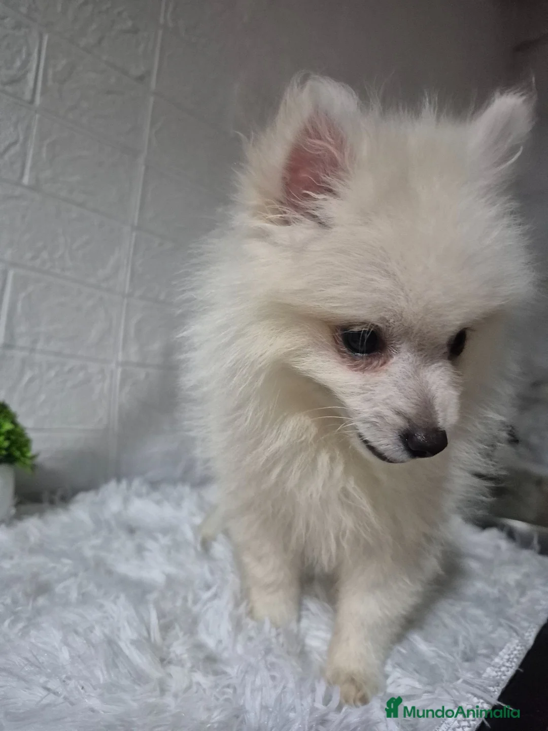Pomerania perros en venta: Pomerania 🐾❤️ - Anuncio 7
