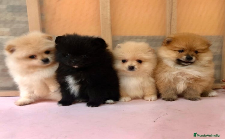 Pomerania perros - Anuncio 1