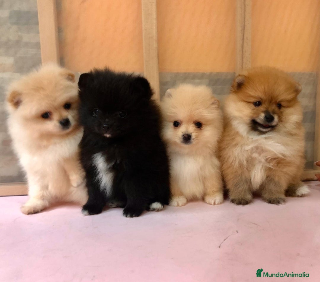 Pomerania perros en venta: Pomerania mini  - Imagen 1