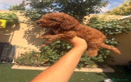 Caniche Toy perros en venta: CANICHE TOY  - Imagen 4