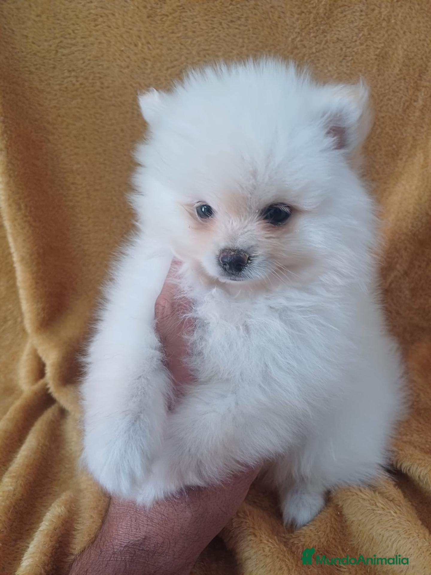 Pomerania perros Pomerania Mini  - Anuncio 1