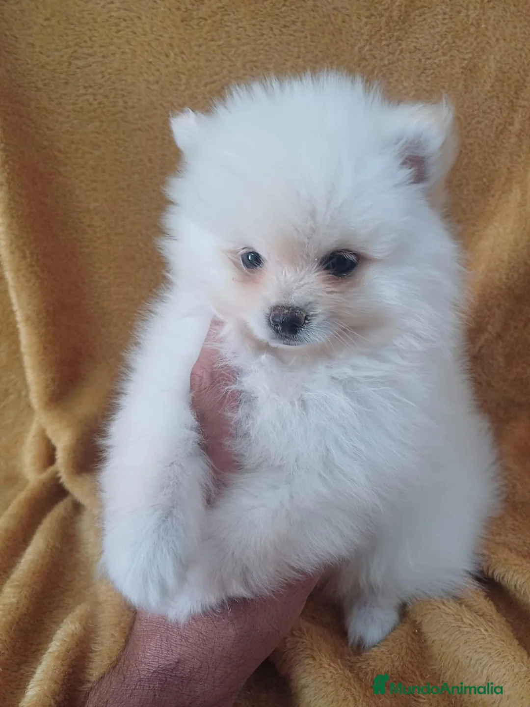 Pomerania perros en venta: Pomerania Mini  - Anuncio 1