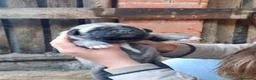 Pastor de Anatolia perros en venta: Preciosos Kangal turco- pastor  de Anatolia  - Anuncio 2