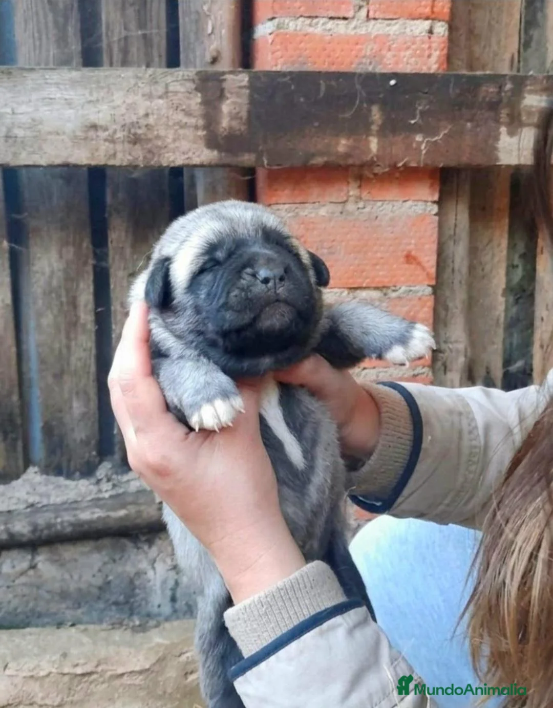 Pastor de Anatolia perros en venta: Preciosos Kangal turco- pastor  de Anatolia  - Anuncio 2