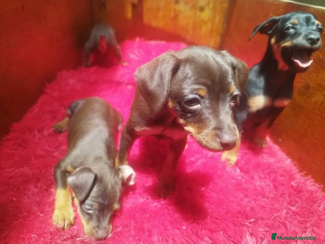 Pinscher Miniatura perros en venta: cachorros mini pisncher  - Anuncio 8