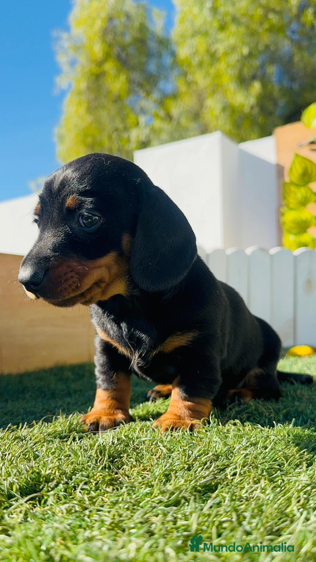 Teckel Miniatura perros en venta: TECKEL MINIATURA - Anuncio 32