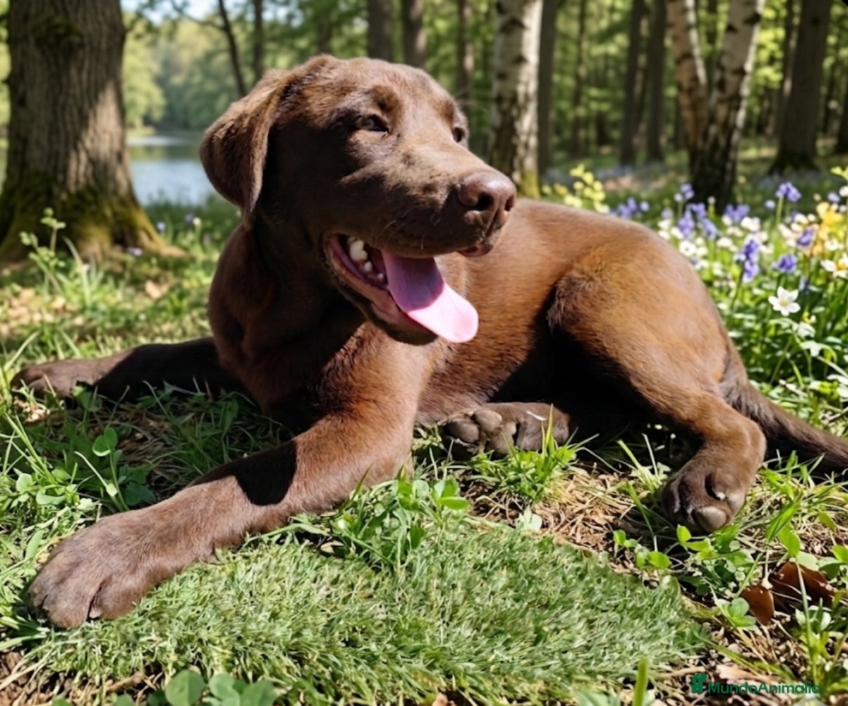 Labrador Retriever perros Labradora - Anuncio 1