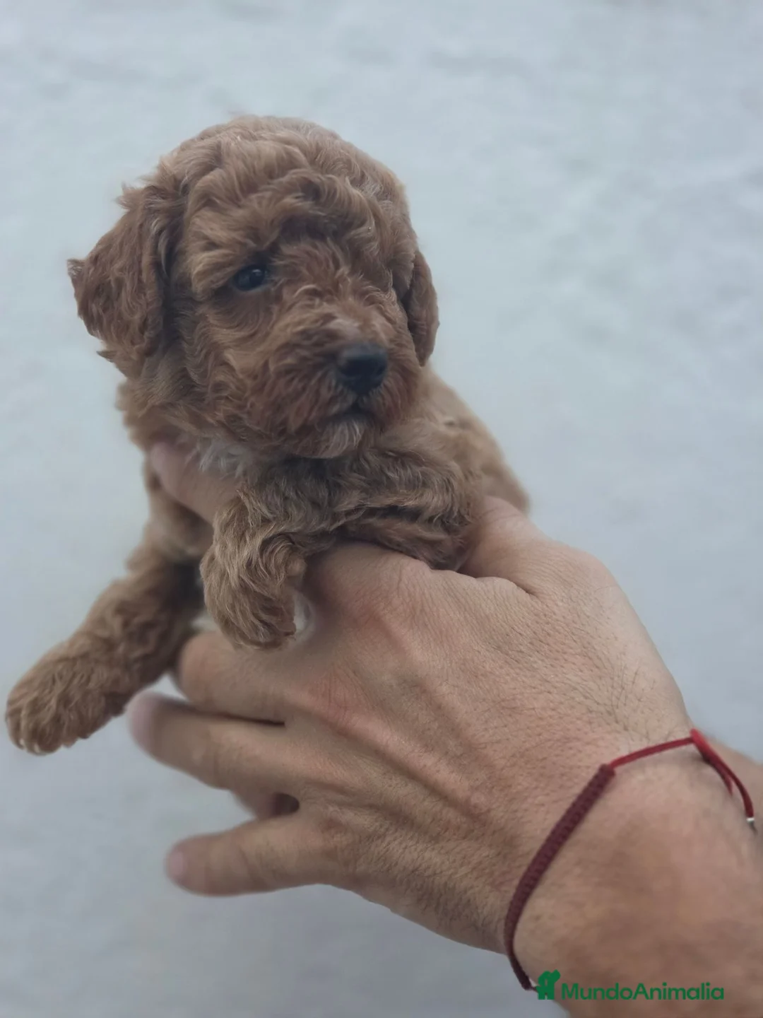 Caniche Toy perros en venta: Caniche toy macho apricot - Anuncio 4