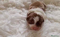 Pastor Australiano perros en venta: Espectacular camada de pastor Australiano. - Imagen 12