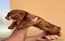 Teckel Miniatura perros en venta: TECKEL MINIATURA, VARIOS COLORES ♀️♂️ - Imagen 2