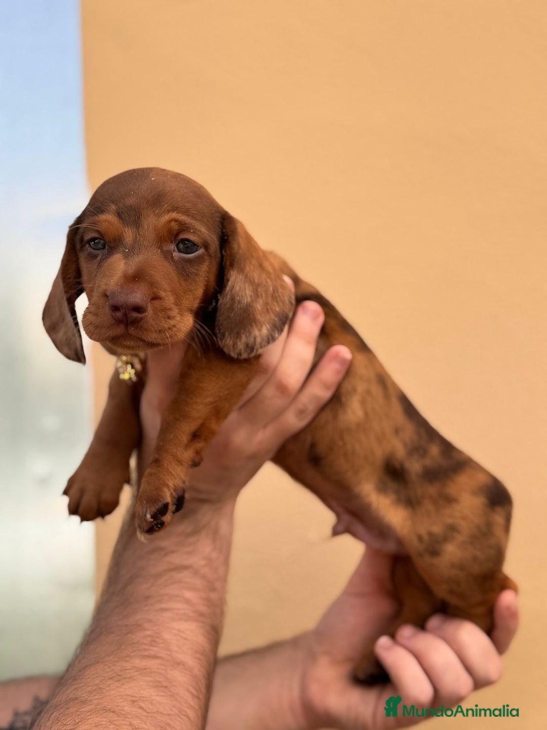 Teckel Miniatura perros en venta: TECKEL MINIATURA, VARIOS COLORES ♀️♂️ - Imagen 2