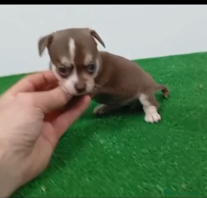 Chihuahua perros Cuihuhuas mini  - Anuncio 1