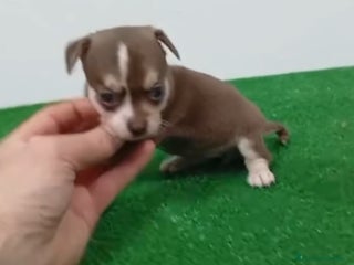 Chihuahua perros Cuihuhuas mini - Anuncio 1