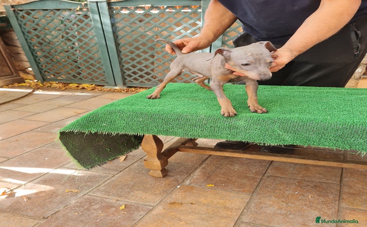 Pinscher Miniatura perros - Anuncio 1