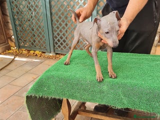 Pinscher Miniatura perros - Anuncio 3