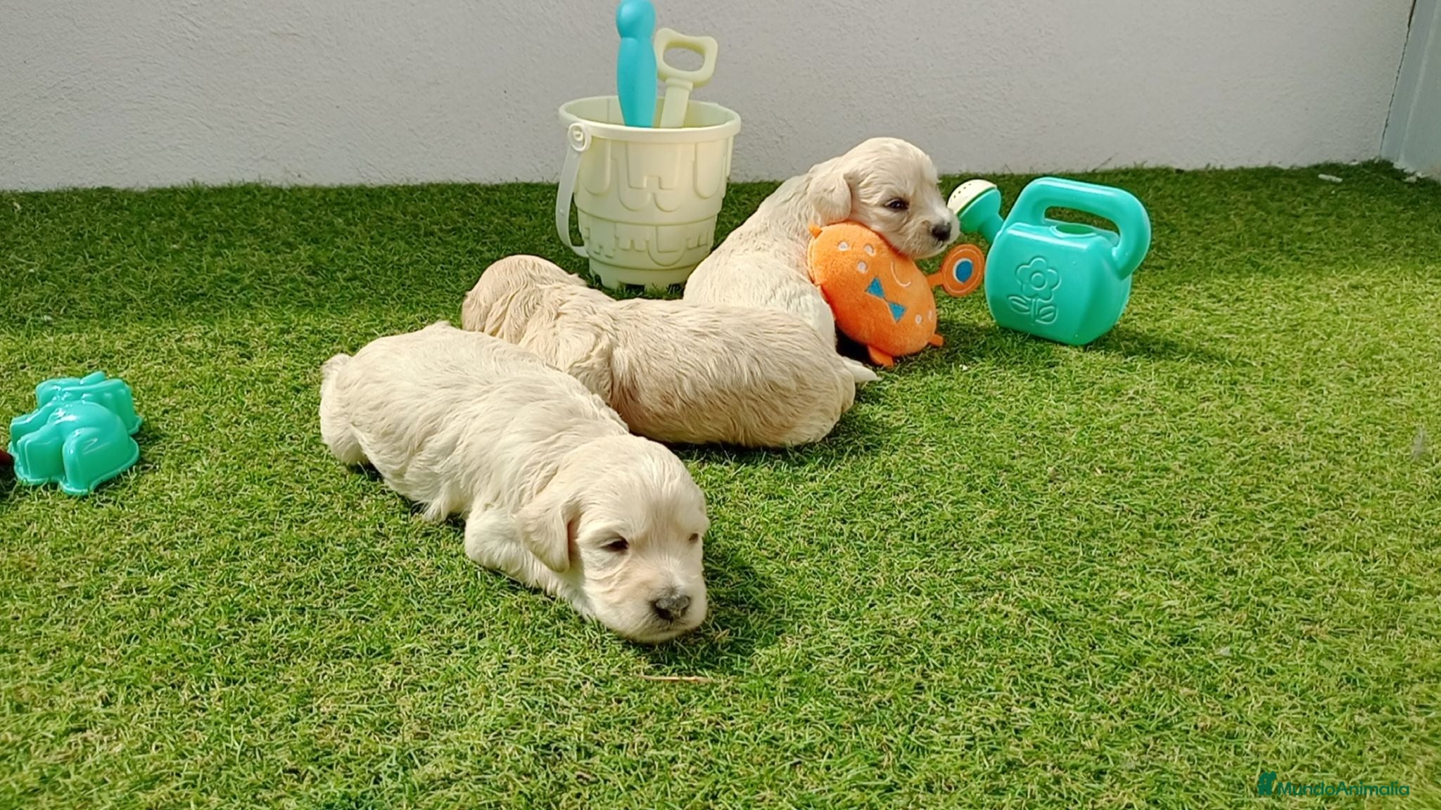 Golden Retriever perros Golden - Anuncio 1
