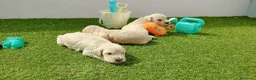 Golden Retriever perros en venta: Golden - Anuncio 1