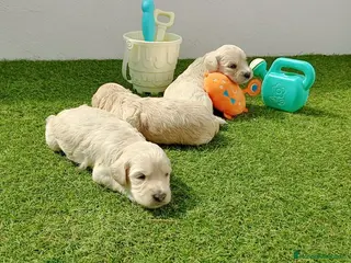Golden Retriever perros Golden - Anuncio 2