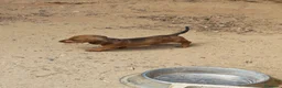 Teckel Miniatura perros en venta: Teckel miniatura  - Anuncio 8