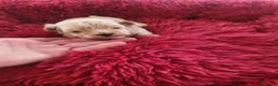 Maltipoo perros en venta: Maltipoo - Anuncio 6