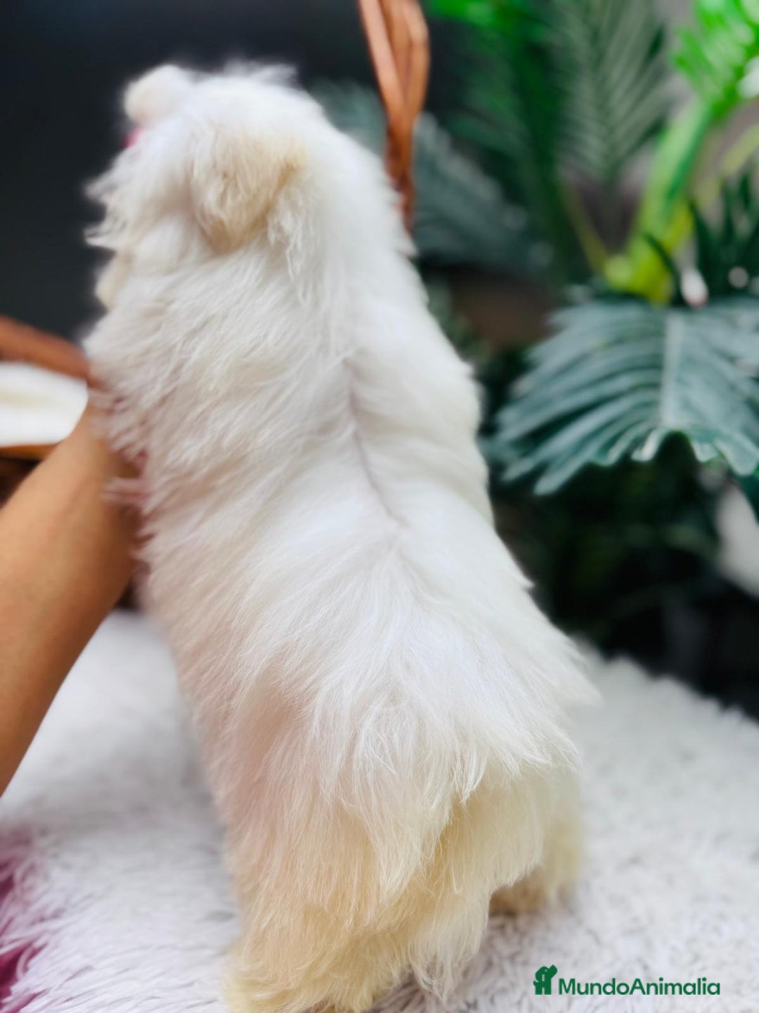 Bichón Maltés perros en venta: BICHON MALTES HEMBRA - Anuncio 16