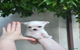 Pomchi perros en venta: Cachorritos toy - Imagen 2