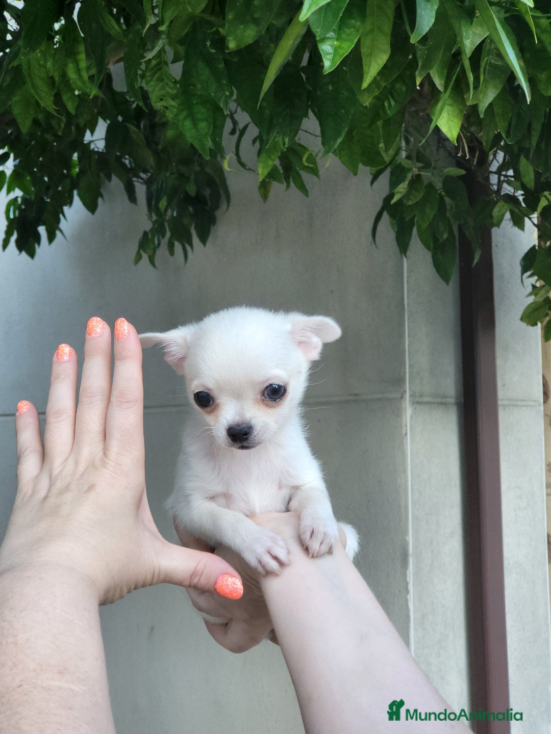 Pomchi perros en venta: Cachorritos toy - Imagen 2
