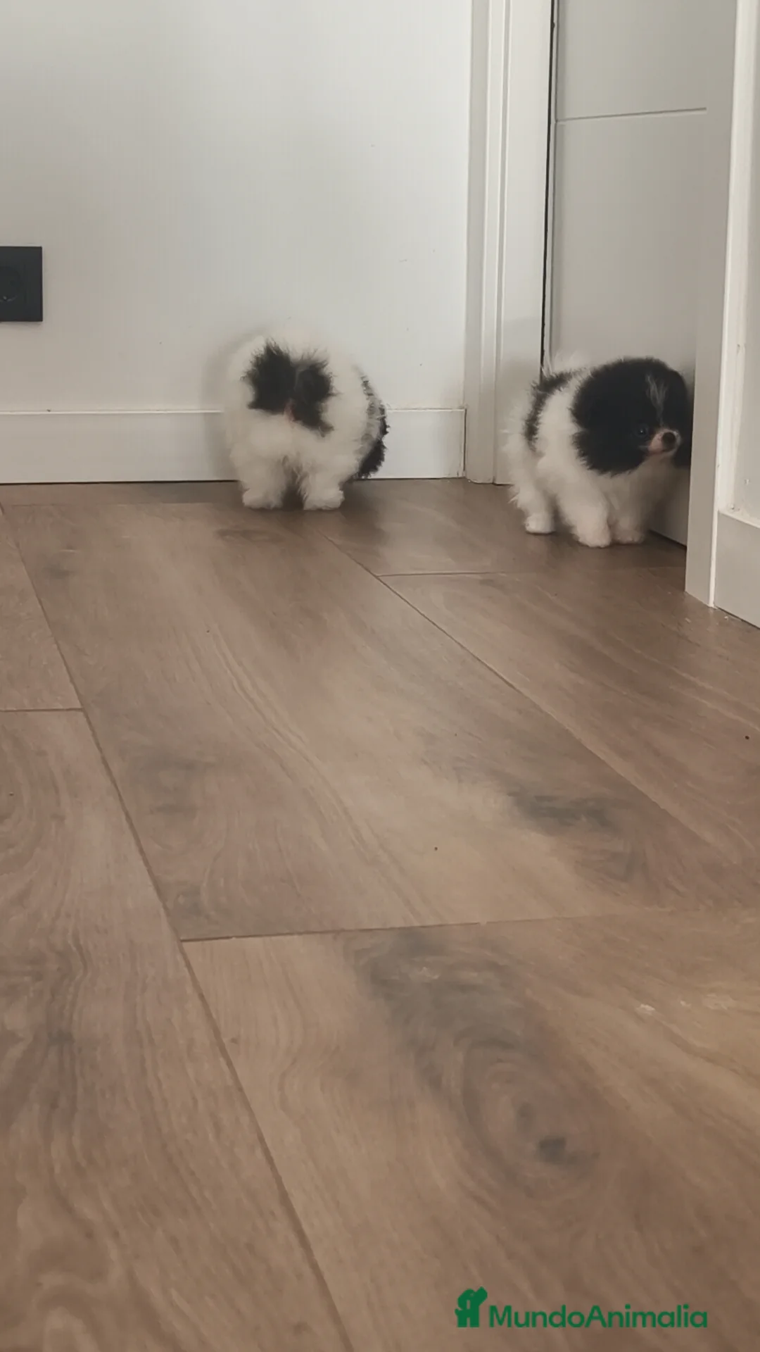 Pomerania perros en venta: Pomerania TOY Party ♀️♂️ - Anuncio 3