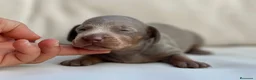Teckel Miniatura perros en venta: PRECIOSA CACHORRITA TECKEL TRICOLOR LILAC - Anuncio 3