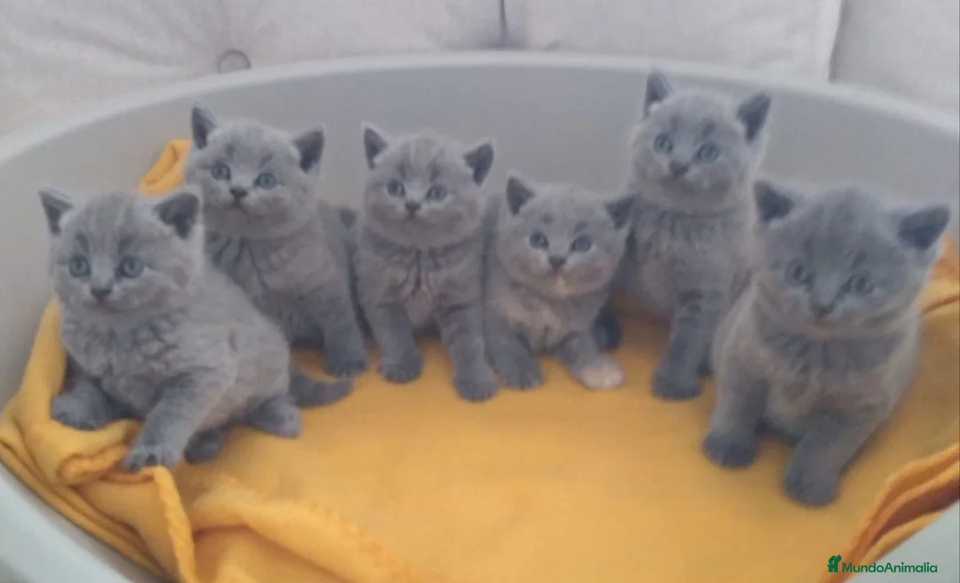 Británico de Pelo Corto Azul gatos en venta: British Shorthair  en Cádiz - Anuncio 3
