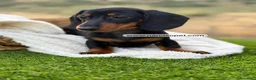 Teckel Miniatura perros en venta: TECKEL HEMBRA MINIATURA - Anuncio 4