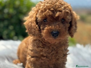 Caniche Toy perros - Anuncio 37