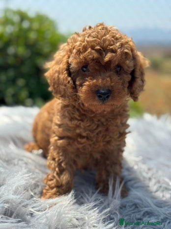 Caniche Toy perros - Anuncio 8