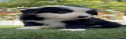 Border Collie perros en venta: BORDER COLLIE HEMBRA – BLANCA Y NEGRA 🤍🐶 - Anuncio 7