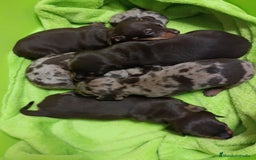 Teckel perros en venta: Impresionantes teckel kaninchen  - Imagen 4