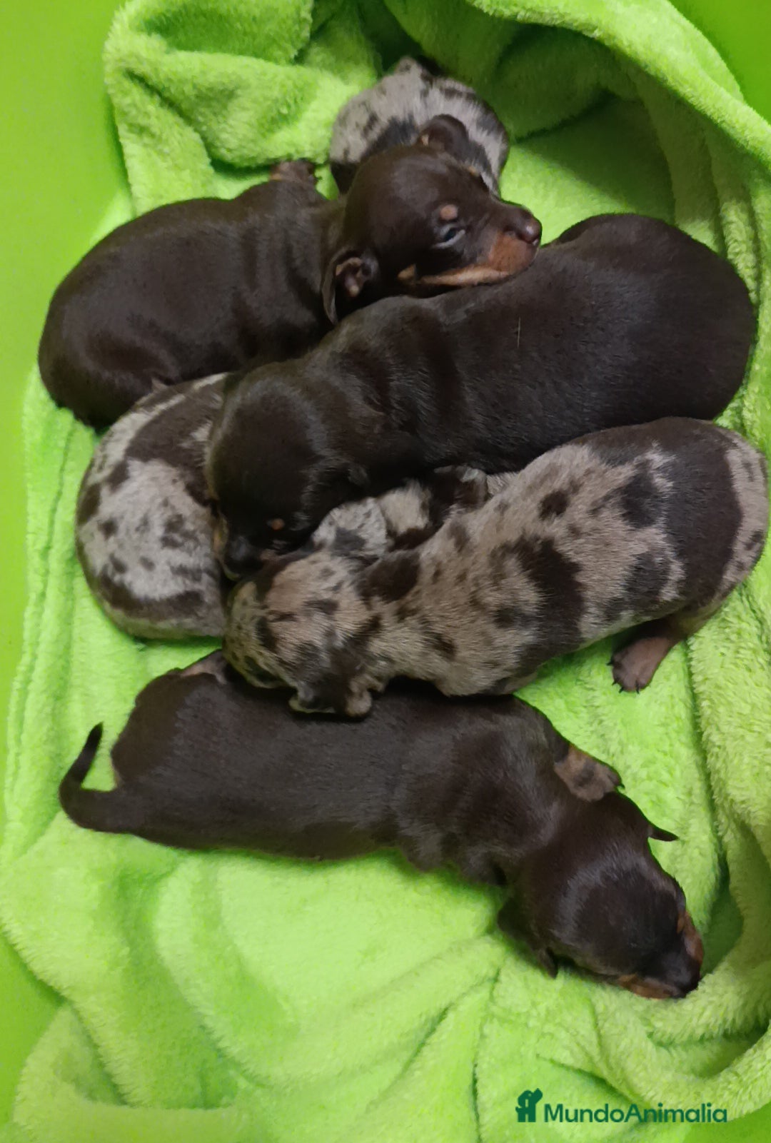 Teckel perros en venta: Impresionantes teckel kaninchen  - Imagen 4