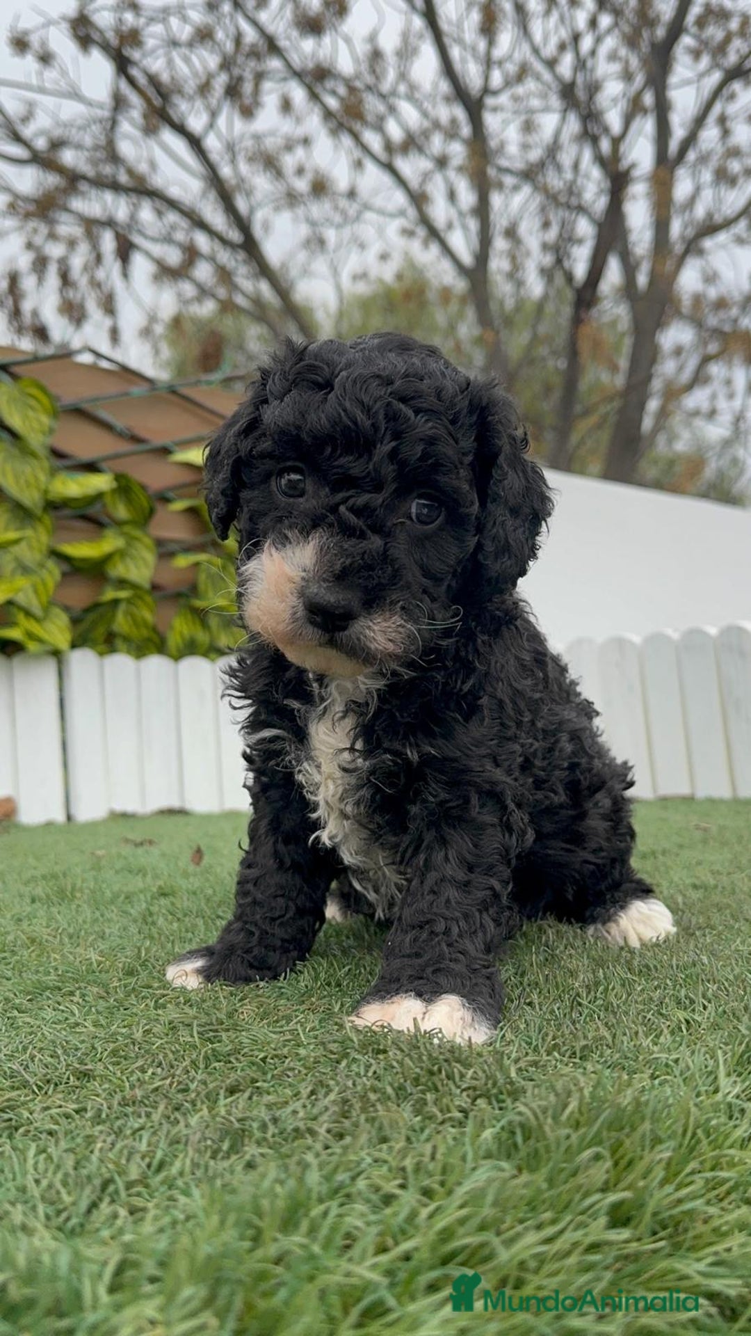 Perro de Agua Español perros en venta: PERRO DE AGUA HEMBRA RABONA - Anuncio 8